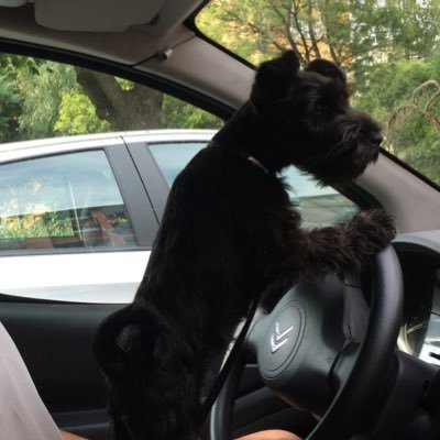 Emanuel 🐺's profile picture