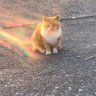 Profilbild von No cat No life777