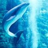 dolphinãã«ãã£ã³ ç倎å