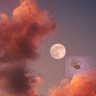 Profilbild von Moon 🐝
