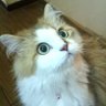 Profilbild von Momo-chan(料理🍳と猫😺が中心の雑多垢)