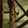 Old Crow 的头像
