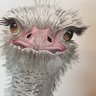 Profilbild von minneauxTx