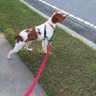 Profilbild von Brady The Brittany
