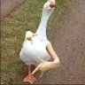 theSamp's profile picture