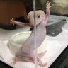 chicken stripper 的头像