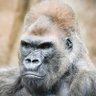 Silverback profil fotoğrafı