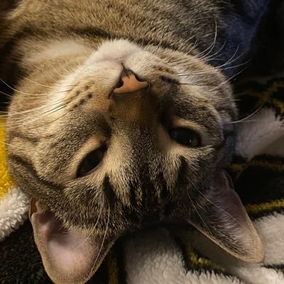 TroubleTheTabby's profile picture
