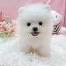 色大膽小怕狗咬's profile picture
