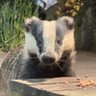 Фото профиля Badger