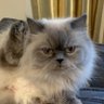 Angrybaby 的头像