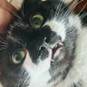 Profilbild von Logan Longtail