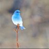 Bluebird's profile picture