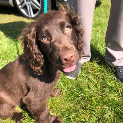 JetBlackLab2019's profile picture