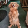 Фото профиля PuppyPoop