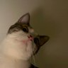 ねこになりたい切実に 的头像