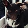 Фото профиля Bobthekelpie
