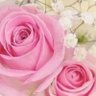 نودة الأمورة's profile picture