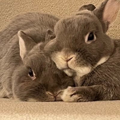 ぴん君&たぬちゃん's profile picture