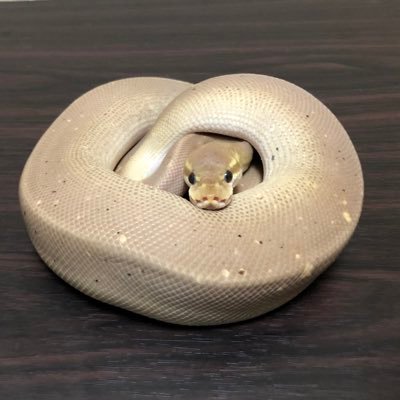 Pet_house_kaede's profile picture