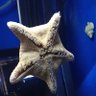 ケラチン 的头像