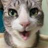 星矢's profile picture
