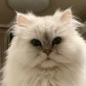 ねこじろう【中立派・ペルシャ派】 的头像