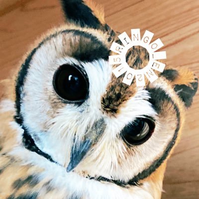 たま&🦉🦉's profile picture