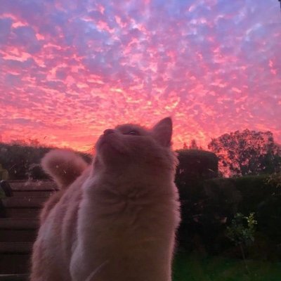 Haha's profile picture