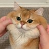 วันเดอร์แคท profil fotoğrafı