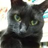 Tado-Homi's profile picture