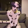 Foxdog with spots's profile picture