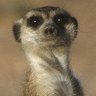 Profilbild von hercules dorleto