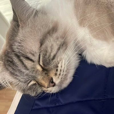 Pwisinee's profile picture