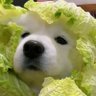 Profilbild von 推特
