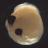 Фото профиля Organoid Intelligence