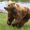 Фото профиля Max_the_Bear
