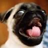 Profilbild von SymphoPugSecond