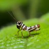 Grasshopper 的头像