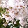 灯果🌿トウカ🌿 的头像