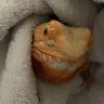 Deborah Hollingsworth's profile picture