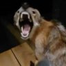 Profilbild von Felicron2