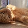 Mysha profil fotoğrafı