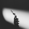 peachroses's profile picture