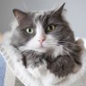 sachi's profile picture