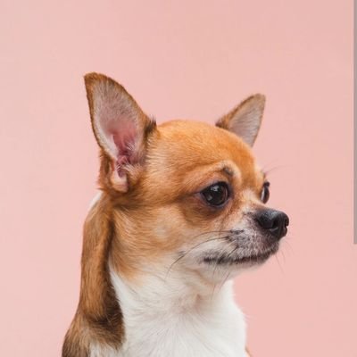 Chihuahua Lover Community's profile picture