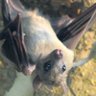 Profilbild von コウモリン🦇