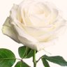 mohammed sayed abdallha's profile picture