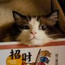Profilbild von 豆本豆