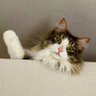 Фото профиля 猫の松風と、はんぺん兄さんに、たんぽぽ参入!